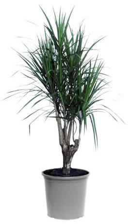 Dracaena Marginata
